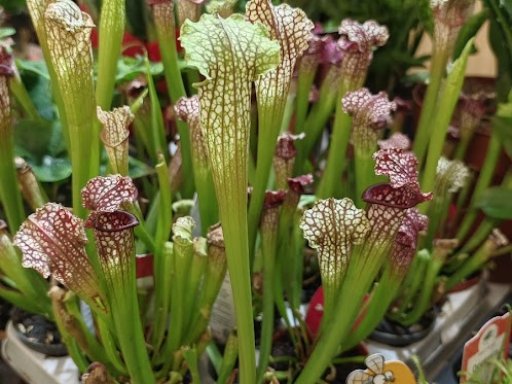 Botanická burza